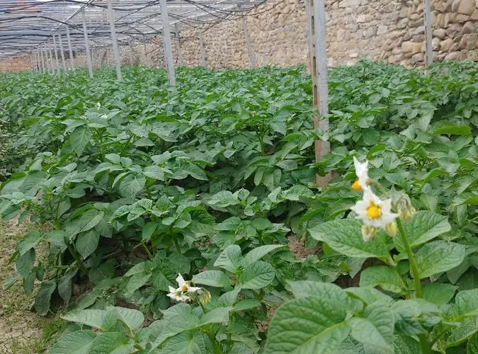 Ca Du Bega 2 Арма-ди-Таджа